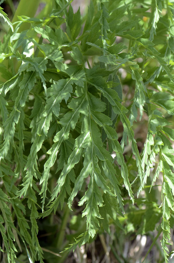 Molopospermum peloponnesiacum / Cicutaria fetida